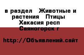  в раздел : Животные и растения » Птицы . Хакасия респ.,Саяногорск г.